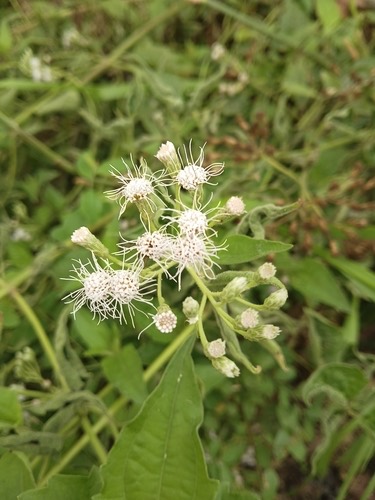 สาบเสือ · Siam weed · Chromolaena odorata