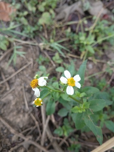 ปืนนกไส้ · Hairy Beggarticks · Bidens pilosa