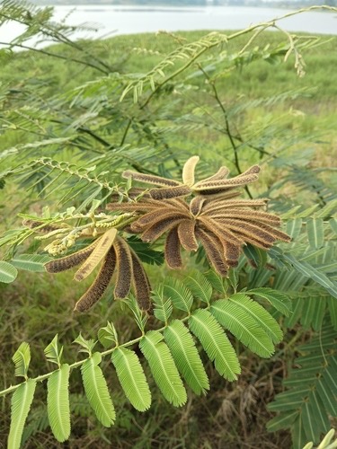 ไมยราบยักษ์ · Giant Sensitive Plant · Mimosa pigra