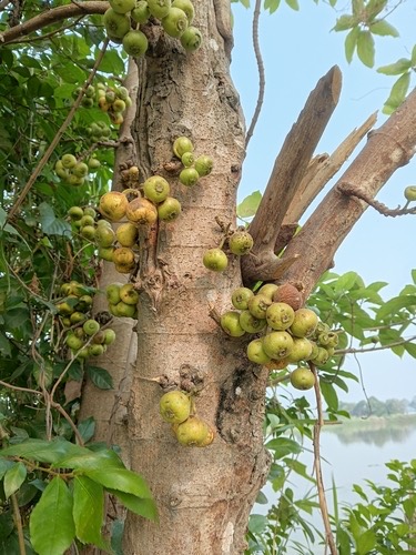 มะเดื่อปล้อง · Opposite Leaf Fig · Ficus hispida