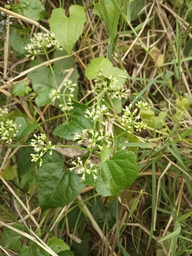 ขี้ไก่ย่าน · mile-a-minute · Mikania micrantha
