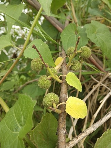 ปอสา · Paper mulberry · Broussonetia papyrifera