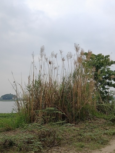 แขม · Tall Reed · Phragmites karka