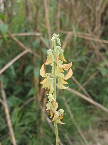 หิ่งเม่น · Streaked Rattlepod · Crotalaria pallida