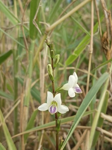 หญ้าใบพริก · African Coromandel · Asystasia intrusa