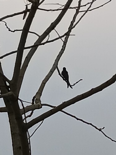 นกแซงแซวหางปลา · Black Drongo · Dicrurus macrocercus