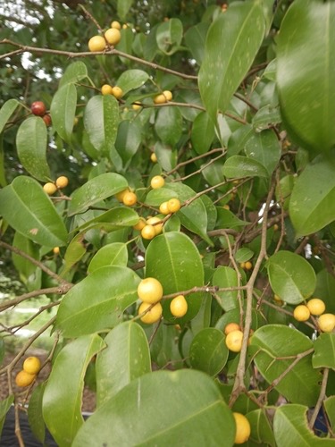 ไทรย้อยใบแหลม · Weeping fig · Ficus benjamina