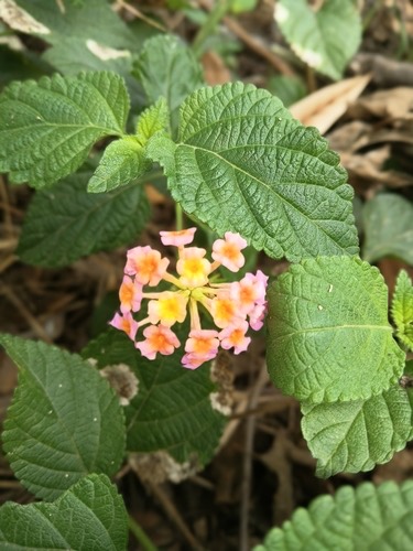 ผกากรอง · common lantana · Lantana camara