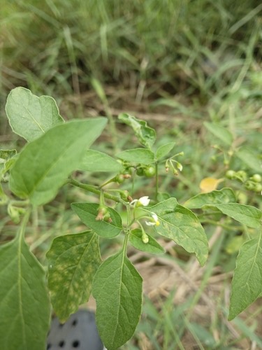 มะแว้งนกอเมริกัน · American black nightshade · Solanum americanum