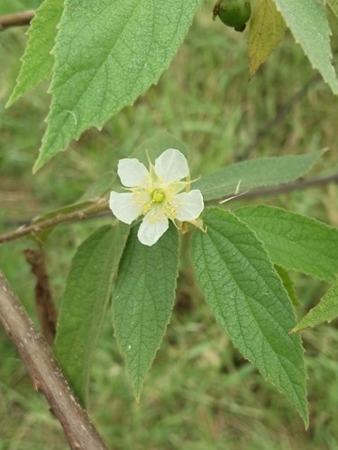 ตะขบฝรั่ง · calabur tree · Muntingia calabura