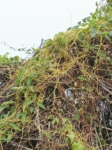 ฝอยทอง · Cuscuta chinensis