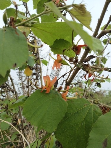 ปอบิด · East Indian screw tree · Helicteres isora