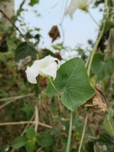 ตำลึง · Ivy gourd · Coccinia grandis