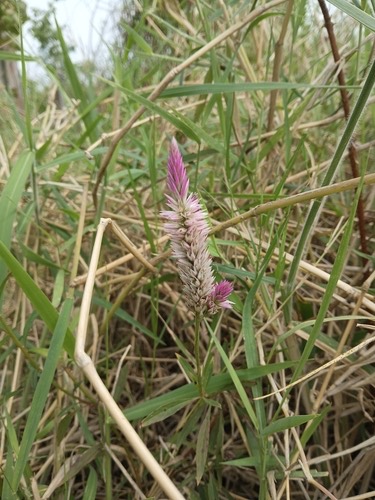 หงอนไก่ · Quail Grass · Celosia argentea