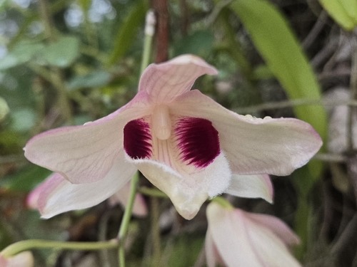 เอื้องคำตาควาย(ช้างน้าว) · Dendrobium pulchellum