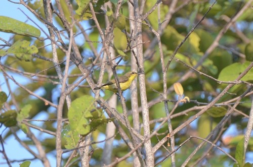 นกกินปลีอกเหลือง · Ornate Sunbird · Cinnyris ornatus