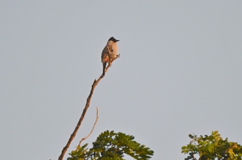 นกปรอดหัวสีเขม่า · Sooty-headed Bulbul · Pycnonotus aurigaster
