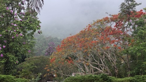 หางนกยูงฝรั่ง · Flamboyant · Delonix regia