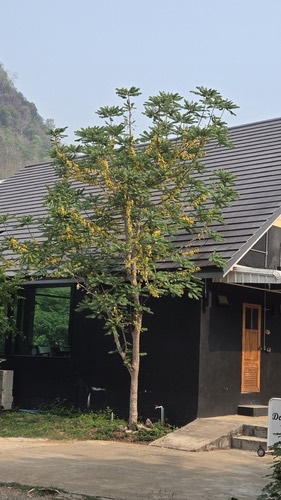 มะยม · Tahitian gooseberry tree · Phyllanthus acidus