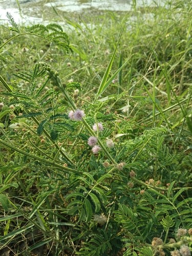 ไมยราบเลื้อย · Giant False Sensitive Plant · Mimosa diplotricha
