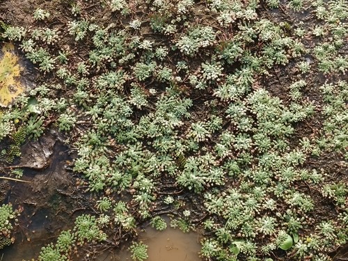 กระจับแก้ว · Mosaic Plant · Ludwigia sedioides