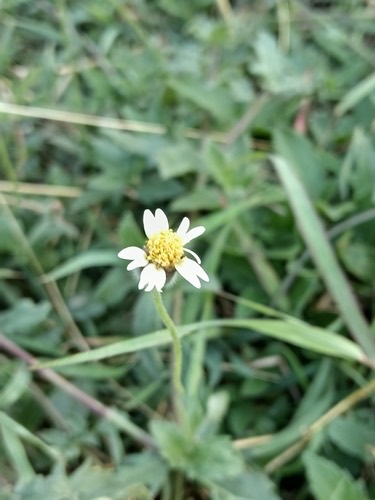 ตีนตุ๊กแก · Tridax Daisy · Tridax procumbens