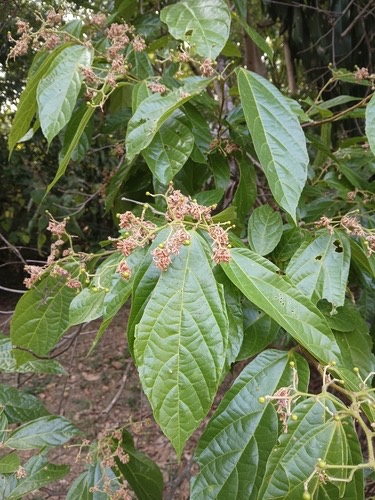 กอม · Microcos · Microcos paniculata
