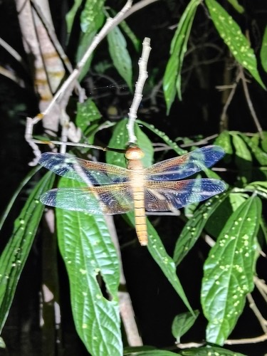 แมลงปอบ้านยักษ์ครึ่งปีกแดง · Sultan · Camacinia gigantea