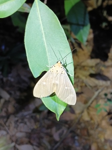 Tropical Tiger Moth · Asota caricae