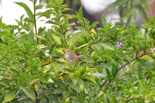 นกกระจิบธรรมดา · Common Tailorbird · Orthotomus sutorius