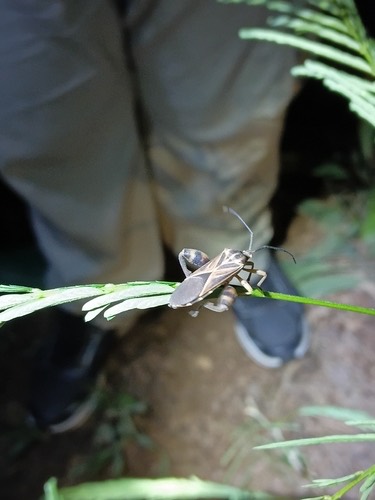 มวนมันเทศ · sweet potato bug · Physomerus grossipes