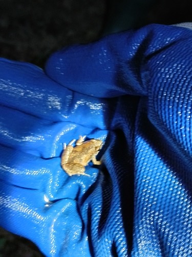 อึ่งน้ำเต้า · Mukhlesur's Narrow-mouthed Frog · Microhyla mukhlesuri