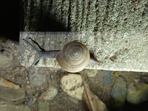 หอยทากสยาม · Siamese Common Snail · Sarika siamensis