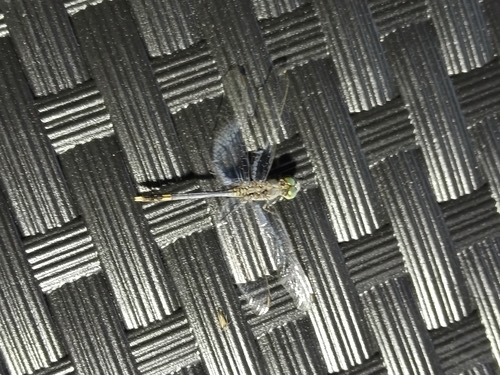 แมลงปอบ้านสองสีฟ้า · Chalky Percher · Diplacodes trivialis
