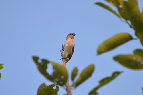 นกกระติ๊ดขี้หมู · Scaly-breasted Munia · Lonchura punctulata