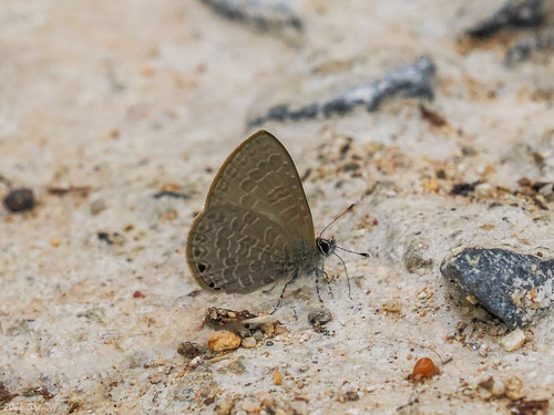 ผีเสื้อลายเลอะ · Dingy Lineblue · Petrelaea dana