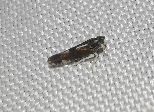 Sardia rostrata
