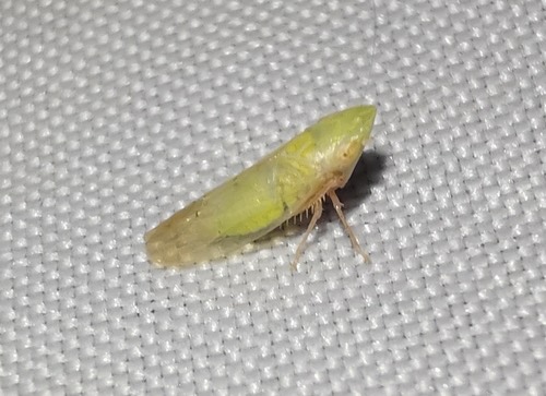 Dryadomorpha pallida
