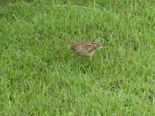 นกกระจอกใหญ่ · House Sparrow · Passer domesticus