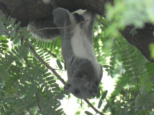 กระรอกหลากสี · Finlayson's Squirrel · Callosciurus finlaysonii