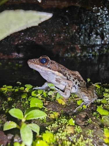 กบอ่องเล็ก · Black-striped Frog · Hylarana nigrovittata