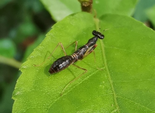 ตั๊กแตนตำข้าวมดเอเชีย · Asian Ant Mantis · Odontomantis planiceps