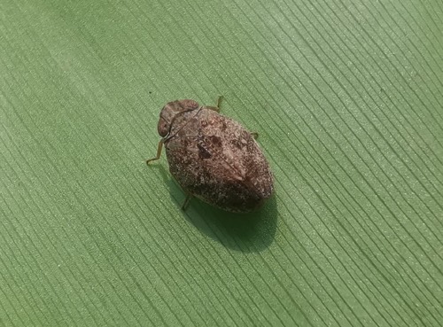 Thabena brunnifrons
