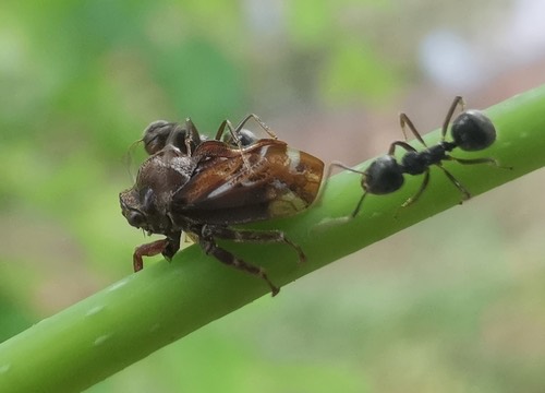 Ebhul varius