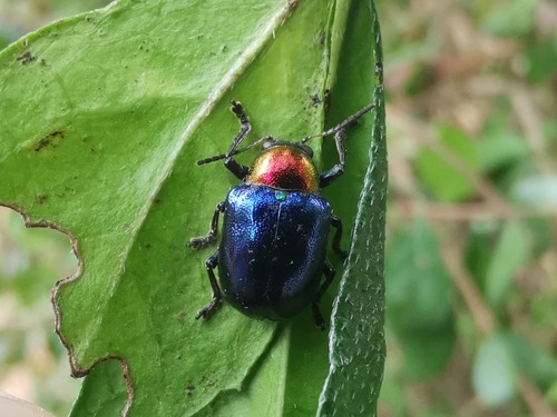 ด้วงดอกรักสีน้ำเงิน · Parheminodes pulcher