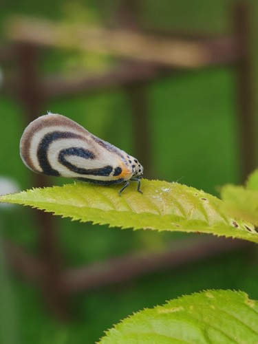 Bythopsyrna trichrousa