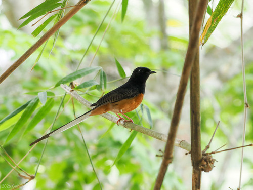 นกกางเขนดง · White-rumped Shama · Copsychus malabaricus