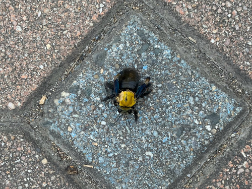 แมลงภู่หลังเหลืองไมเนอร์ · Yellow-sided Carpenter · Xylocopa minor