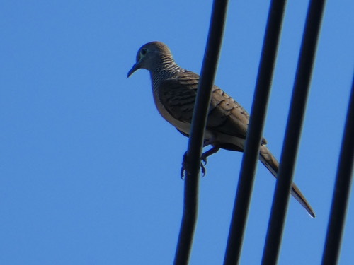 นกเขาชวา · Zebra Dove · Geopelia striata