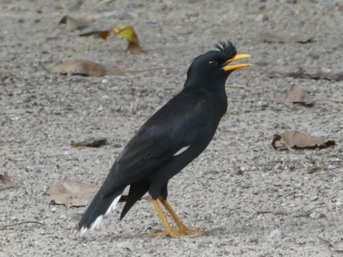 นกเอี้ยงหงอน · Great Myna · Acridotheres grandis